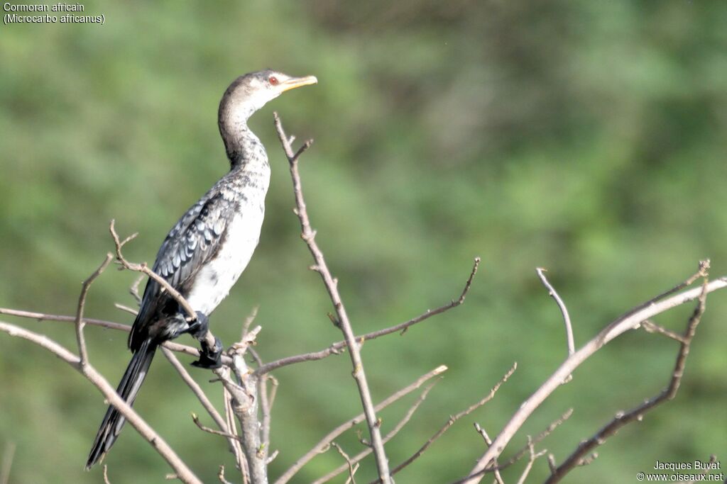 Reed Cormorantjuvenile