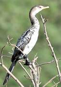 Reed Cormorant