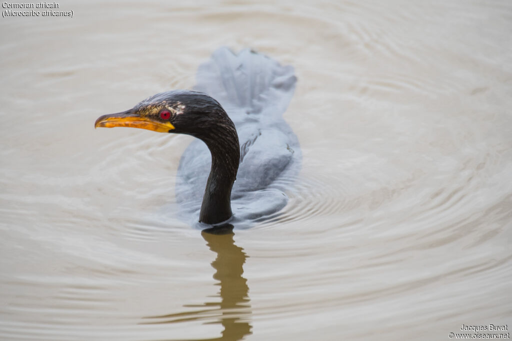 Cormoran africain