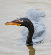 Cormoran africain