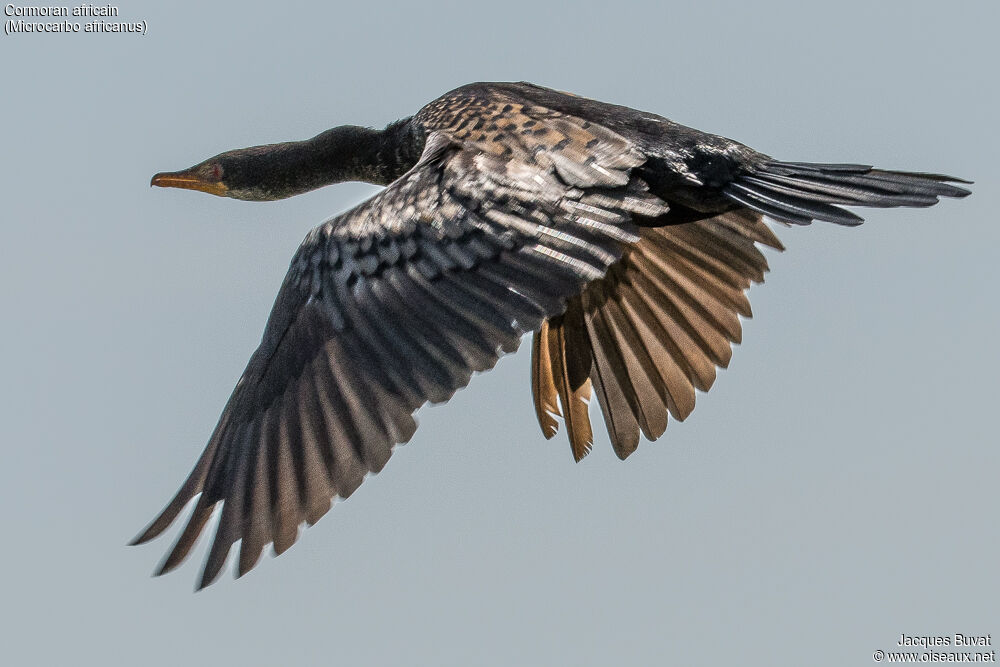 Reed Cormorantadult transition