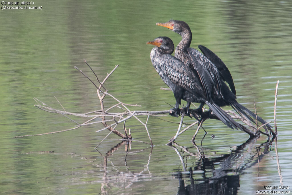 Cormoran africainadulte internuptial