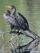 Cormoran africain