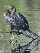 Reed Cormorant