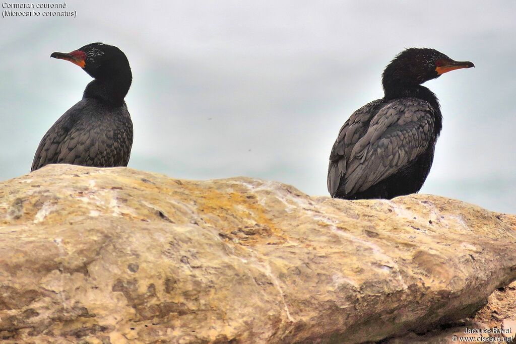 Crowned Cormorantadult