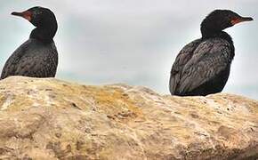 Crowned Cormorant