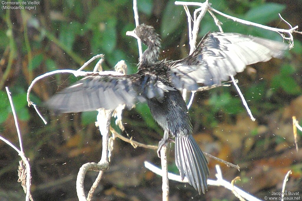 Little Cormorantadult breeding