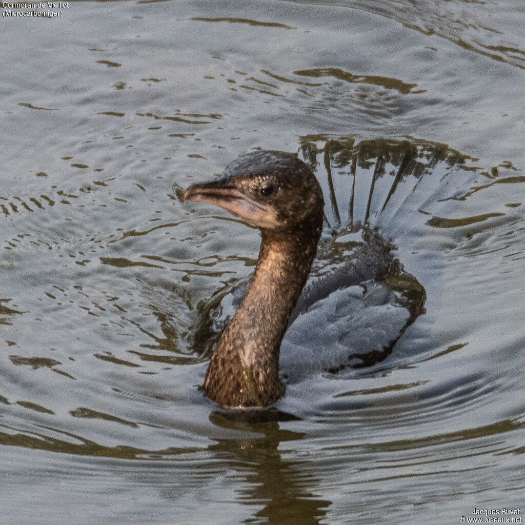 Little Cormorantadult, close-up portrait, aspect, pigmentation, swimming