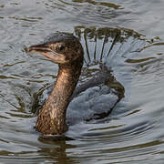 Cormoran de Vieillot