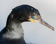 Cape Cormorant