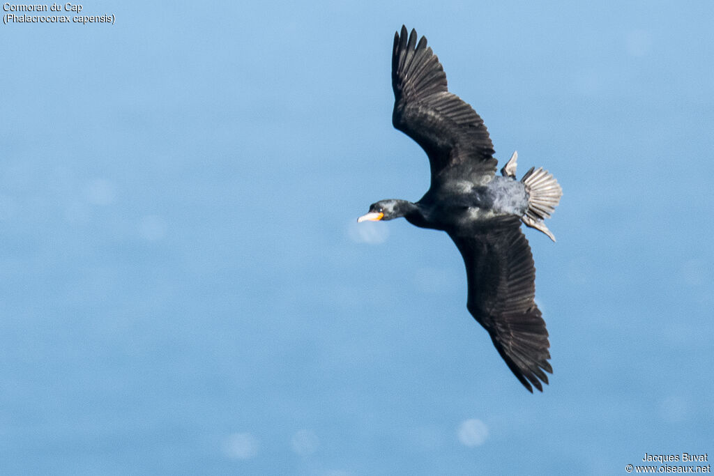 Cape Cormorantadult breeding