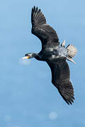 Cape Cormorant