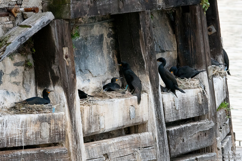 Cormoran du Capadulte nuptial