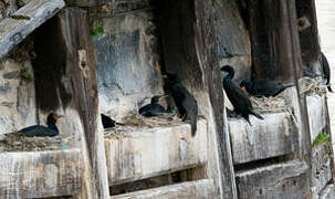 Cape Cormorant