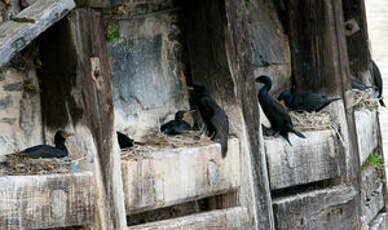 Cormoran du Cap