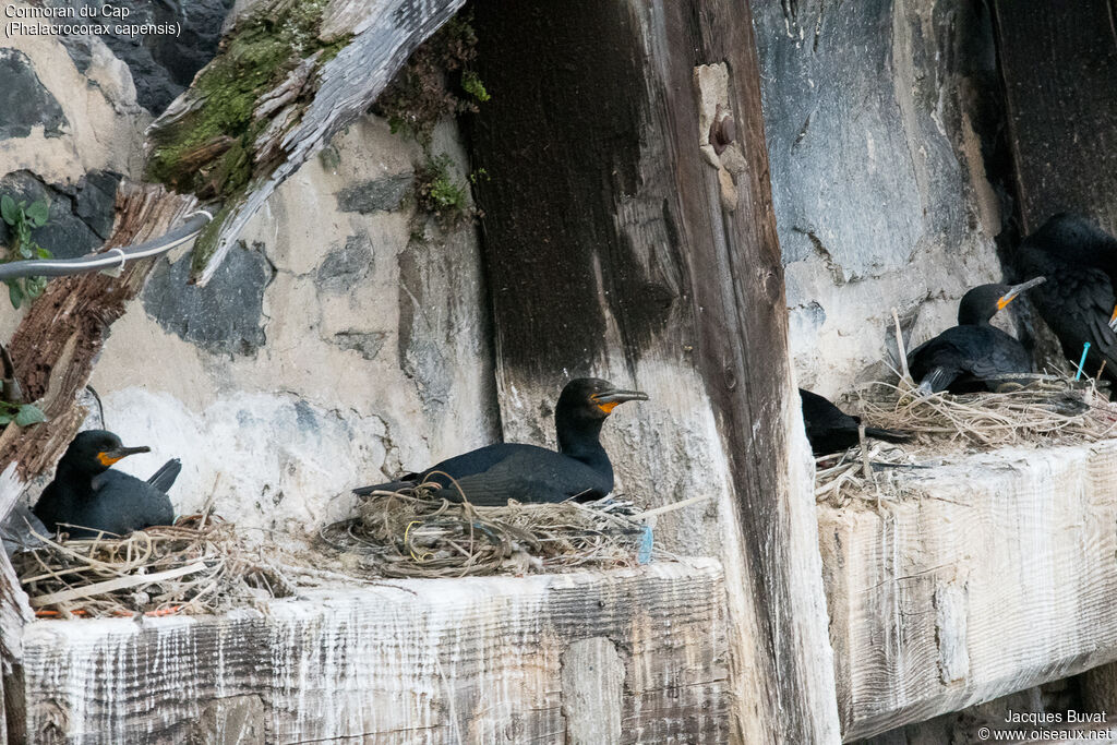 Cormoran du Capadulte