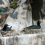 Cormoran du Cap