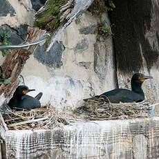 Cormoran du Cap