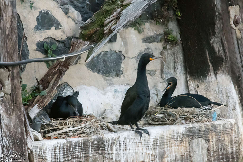 Cormoran du Capadulte nuptial, habitat, pigmentation, Nidification