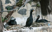 Cormoran du Cap