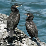 European Shag