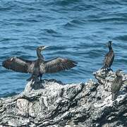 European Shag