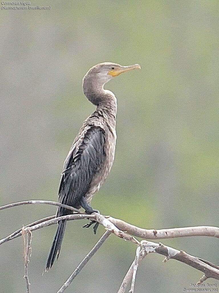 Neotropic Cormorantjuvenile, identification, aspect, pigmentation