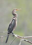 Neotropic Cormorant