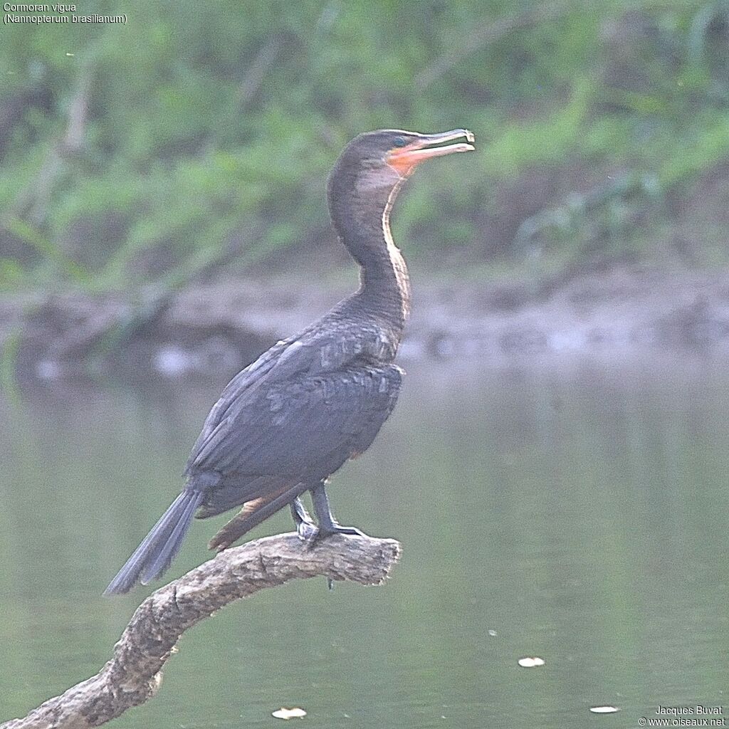 Neotropic Cormorant, identification, aspect, pigmentation