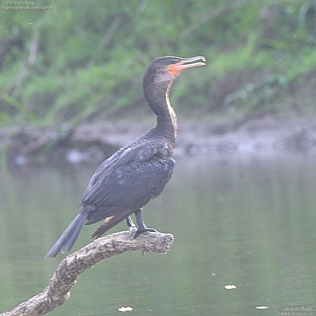 Neotropic Cormorant, identification, aspect, pigmentation