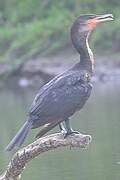 Neotropic Cormorant