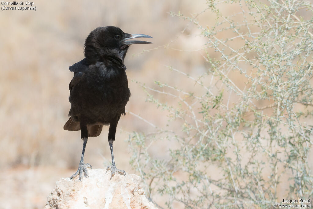 Cape Crowadult