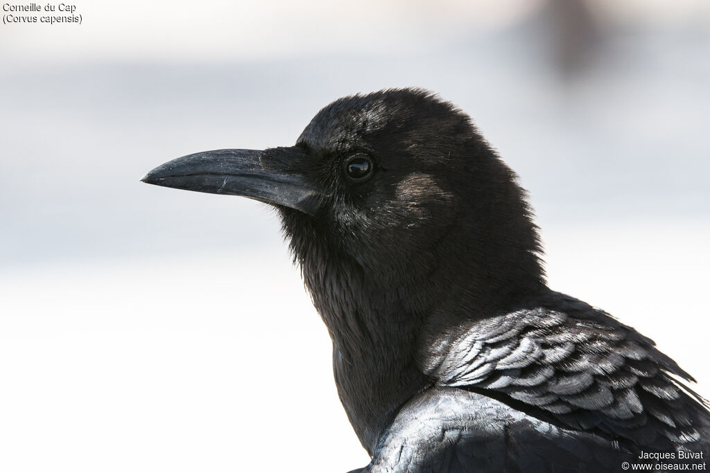 Cape Crowadult, identification, close-up portrait, aspect, pigmentation