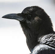 Cape Crow