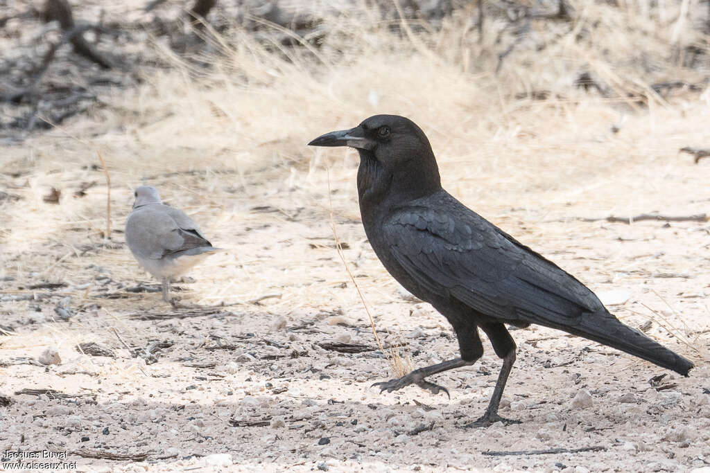 Cape Crowadult, identification