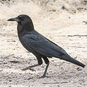 Cape Crow