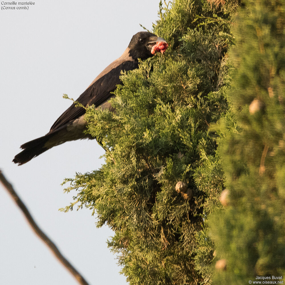 Hooded Crowadult