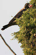 Hooded Crow