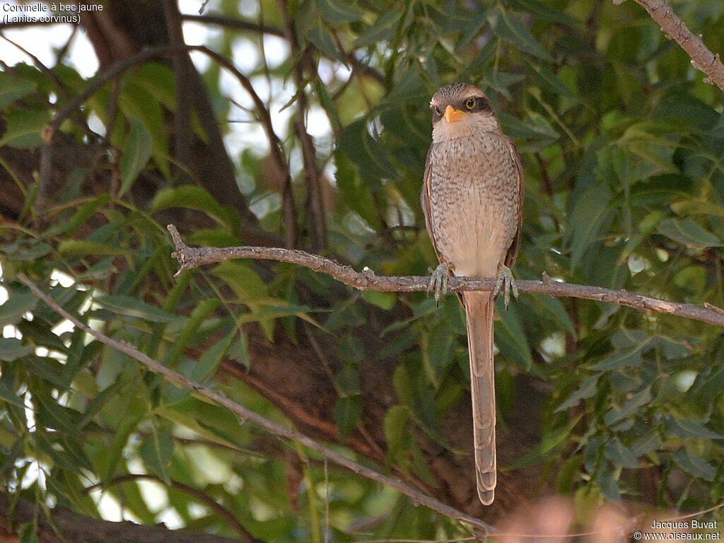 Yellow-billed Shrikeadult