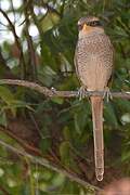 Yellow-billed Shrike