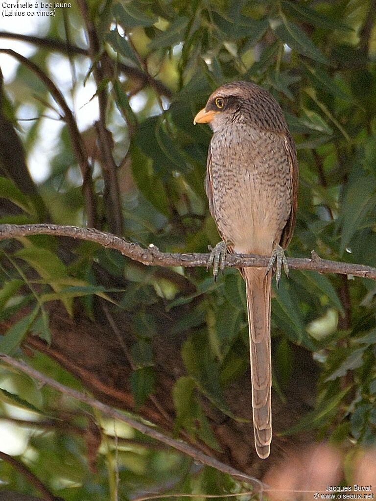 Yellow-billed Shrikeadult