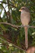 Yellow-billed Shrike