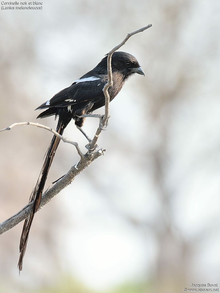 Corvinelle noir et blanc femelle adulte