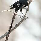 Corvinelle noir et blanc