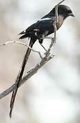 Magpie Shrike