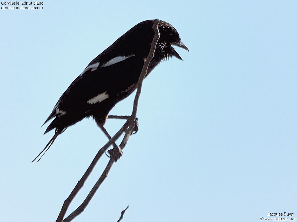 Magpie Shrikejuvenile