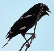 Magpie Shrike