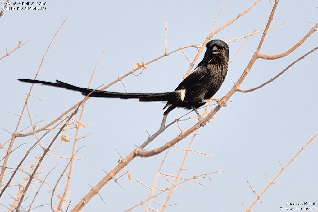 Magpie Shrike male adult