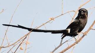 Magpie Shrike