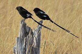 Magpie Shrike